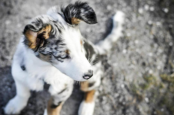 Omgaan met Grijpen wedstrijd De Australian Shepherd - Wat voor hond is de Aussie?
