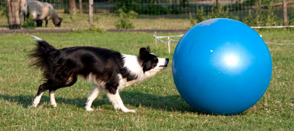 Anders Brutaal Onze onderneming Clickertraining bij honden - Doggo.nl