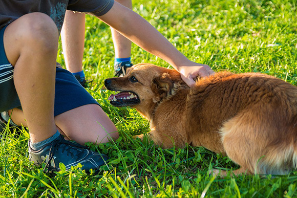 overtuigen Hertogin Ineenstorting 8 Tips om je bange hond te helpen - Doggo.nl