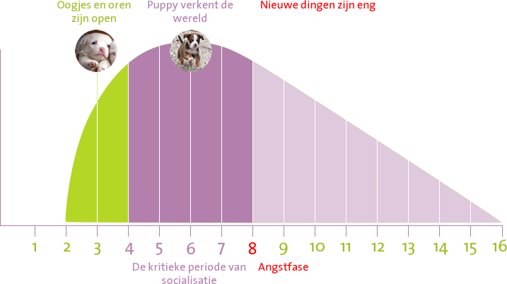 Geheugen zwaar verlies Wat is de beste leeftijd voor een pup? - Doggo.nl