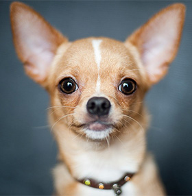 neutrale Skalk Geweldig Chihuahua - de waarheid achter dit kleine hondje