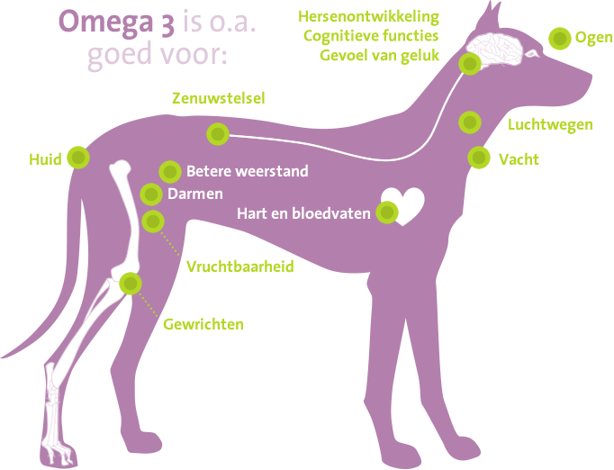 De voordelen van Omega 3 voor je hond -