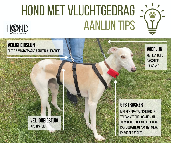 Kerkbank Zeggen Manier De reis van een buitenlandse hond naar Nederland - Doggo.nl