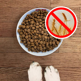 Is graanvrij echt veel beter voor je hond? Doggo.nl