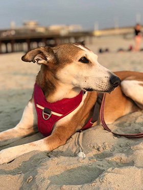 Hond op het strand bij ondergaande zon