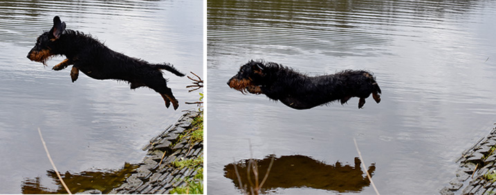 Hond springt in het water.